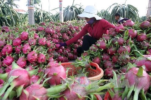 Thanh long Bình Thuận đang vào trà thu hoạch chính vụ