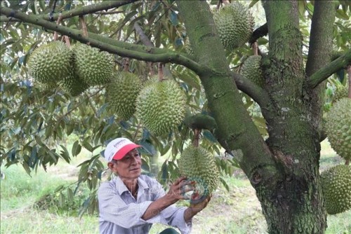 Vườn sầu riêng đang chờ thu hoạch của người dân xã Cẩm Sơn, huyện Cai Lậy.