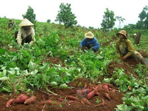 Khoai lang Đồng Thái đã được cấp nhãn hiệu tập thể.