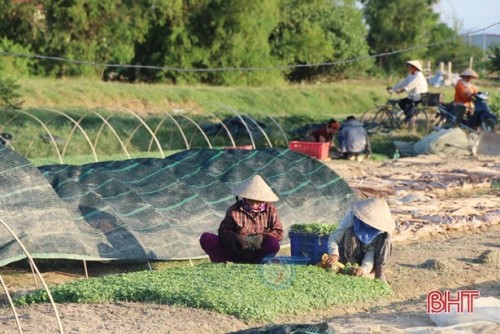 Vùng rau chuyên canh thôn Thúy Hội, xã Thạch Hưng.