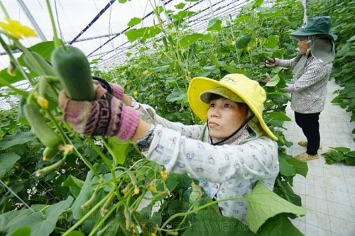 Triển khai mô hình liên kết sản xuất