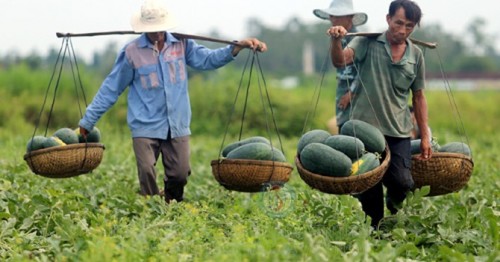 Người dân thu hoạch dưa hấu