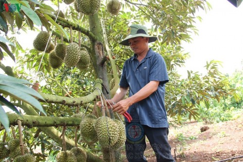 Cây sầu riêng loại cây phát triển khá tốt tại Đắk Lắk.