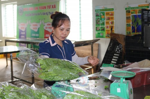 HTX rau an toàn Tứ Xã, Lâm Thao tiến hành sơ chế, đóng gói đảm bảo chất lượng sản phẩm trước khi xuất bán ra thị trường.