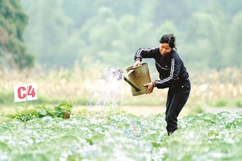 Lạng Sơn đang chú trọng phát triển HTX gắn với xây dựng NTM.