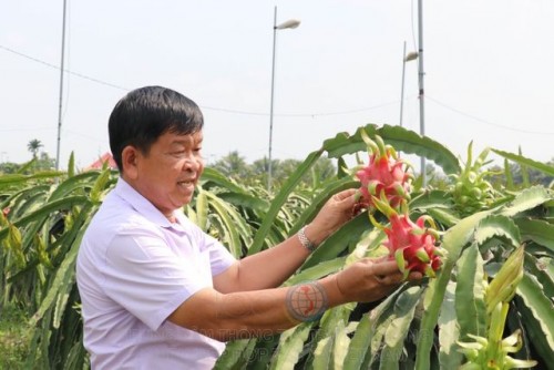 Việc chỉ tập trung vào thanh long ruột trắng, nhiều người gọi ông là An "điên"