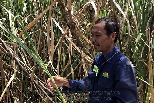 Ông Út Nhiều bên ruộng mía quá lứa, trổ cờ.