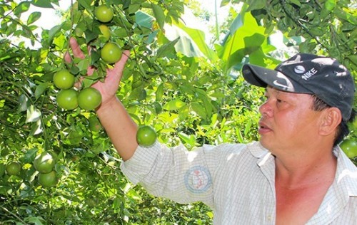 Nông dân xã Thanh Sơn, huyện Định Quán thu hoạch quýt đường, sản phẩm nông nghiệp chủ lực của địa phương.