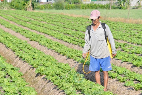 Chuẩn bị rau màu phục vụ thị trường Tết