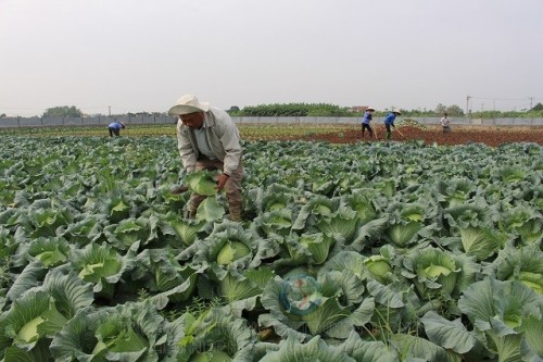 Anh Nghiêm Quang Vinh bên mô hình trồng rau hữu cơ của gia đình.