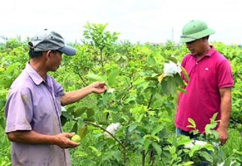 HTX trồng cây ăn quả xung quanh ao để tăng thu nhập