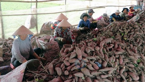 Nông dân ấp Hiệp Tân, xã Mỹ Hiệp Sơn, huyện Hòn Đất (Kiên Giang) thu hoạch khoai lang.