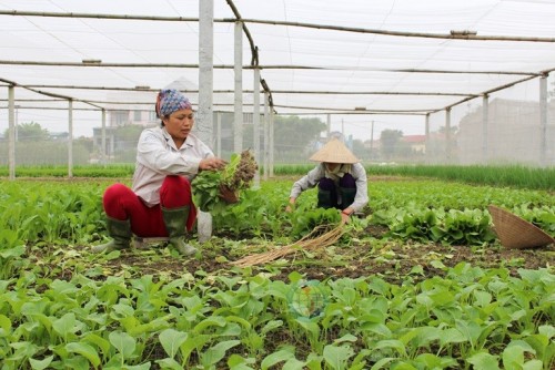 Sản xuất rau an toàn theo tiêu chuẩn VietGAP.