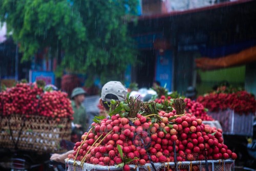 Vải thiều Thanh Hà, Hải Dương.