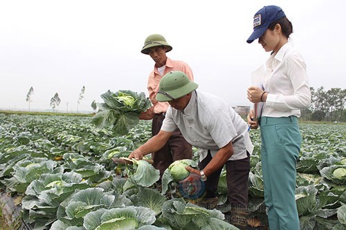 Các HTX có vai trò quan trọng trong phát triển sản xuất an toàn