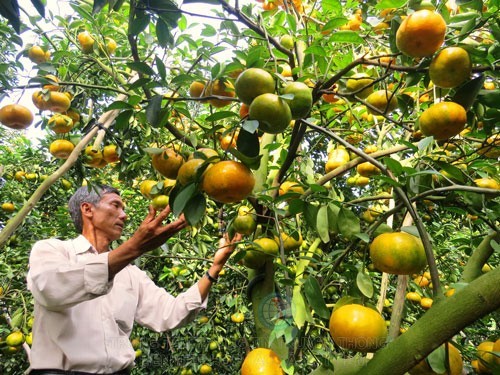 Giá quýt Tết tại Lai Vung tăng nhưng nông dân vẫn không vui