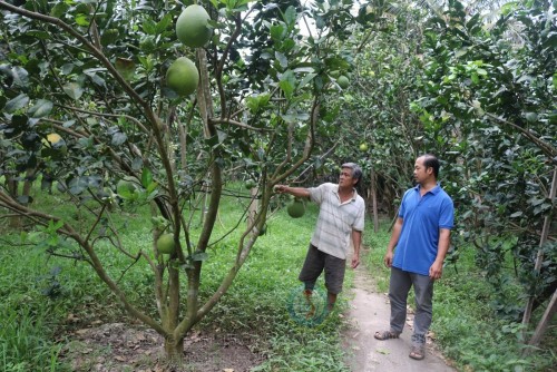 Trồng bưởi da xanh tại xã Thành An, huyện Mỏ Cày Bắc, tỉnh Bến Tre.