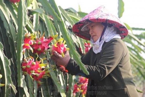 Thanh long giảm giá mạnh do Trung Quốc vẫn chưa mở cửa khẩu phụ.