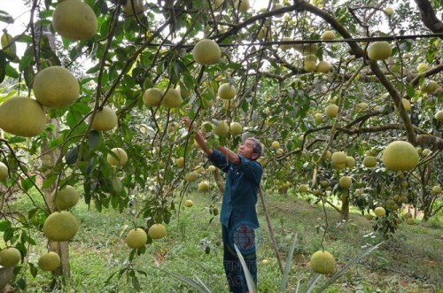 Phát triển trồng bưởi theo quy trình VietGAP là mục tiêu hướng đến của huyện Đoan Hùng.