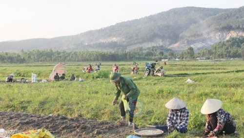 Thời gian này, nhiều vùng trồng hành bước vào cao điểm của vụ thu hoạch.