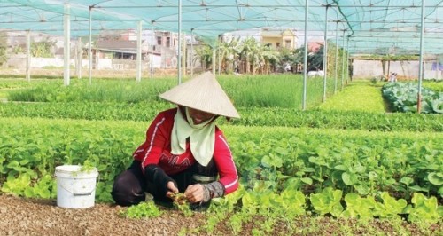 Tổ HTX sản xuất rau an toàn xã Vạn Hòa, huyện Nông Cống, tỉnh Thanh Hóa là đơn vị đang bị ảnh hưởng do dịch COVID-19.