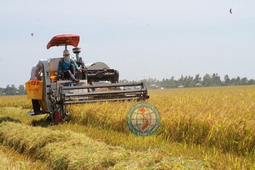 Giá lúa gạo hôm nay ngày 8/10: Giá ổn định, giao dịch trầm lắng