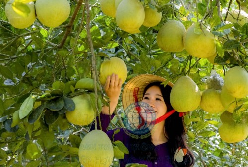 Bưởi Đoan Hùng là sản phẩm đã có thương hiệu trong nước, nhưng để xuất khẩu được sẽ phải vượt qua rất nhiều rào cản.