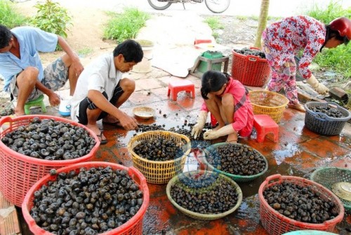 Khám phá trang trại nuôi ốc nhồi lớn nhất Hải Dương