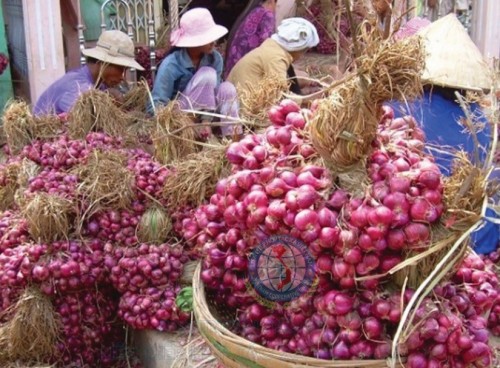 Bình Định: Hành tím khô rớt giá kỷ lục