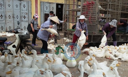 Thị trường gia cầm sôi động trở lại