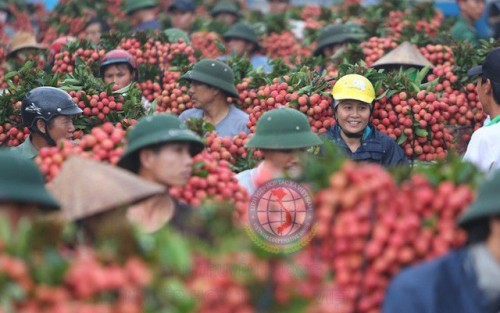 Năm nay là năm đầu tiên quả vải Hải Dương sẽ được bán trực tuyến qua các sàn thương mại điện tử là Alibaba.com, Voso.vn, Sendo.vn và Lazada.vn.