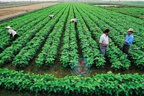 Kinh tế tập thể, HTX phát triển chủ yếu là sản xuất nông nghiệp