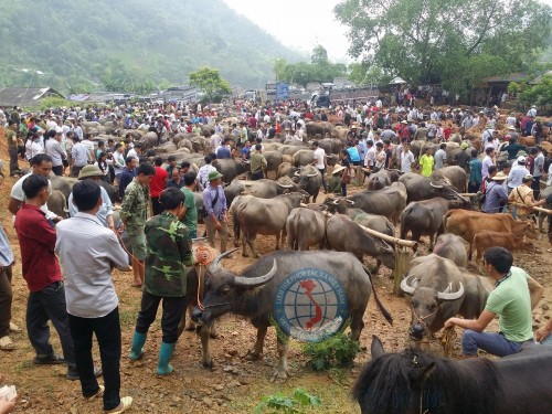 4 phiên chợ lạ lùng ở Việt Nam nổi danh từ cái tên đến mặt hàng bán bởi chỉ buôn bán trâu và bò