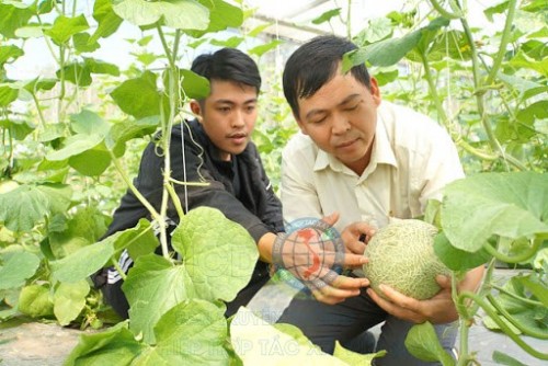 Hợp tác xã rau an toàn Long Thuận kiểm tra sản phẩm dưa khắc chữ.