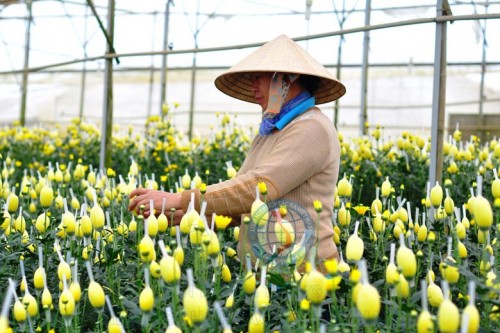 Hoa tươi Đà Lạt đang gặp khó khăn trong tiêu thụ.