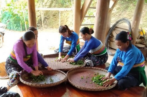 Quan Sơn (Thanh Hóa): Xây dựng chè tán ma của đồng bào Thái thành sản phẩm OCOP