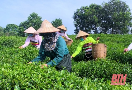 Sản phẩm OCOP – sứ giả văn hóa địa phương