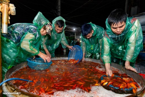Chợ cá lớn nhất Hà Nội nhộn nhịp ngày cúng Táo quân