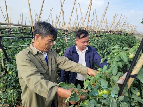 Quận Hà Đông (Hà Nội): Sản xuất rau an toàn gắn với xây dựng thương hiệu OCOP