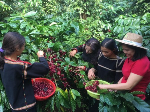 Giải “cơn khát” về đất cho hợp tác xã nông nghiệp tại Đắk Lắk