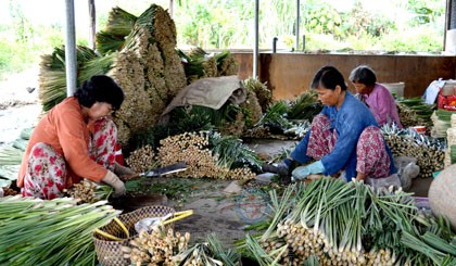 Tại Tân Phú Đông (Tiền Giang), cây sả đang thay thế dần cây lúa