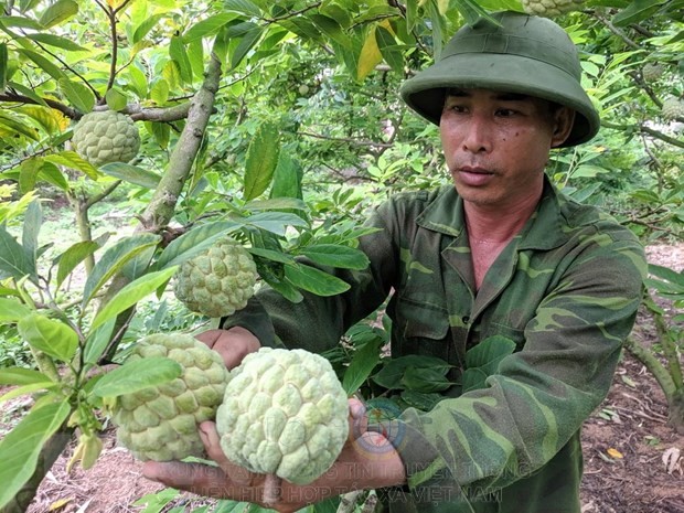 Năm 2019, anh Phạm Đức Thanh ở thôn Tân Tiến (phường Hoàng Tiến, thành phố Chí Linh) ước tính thu 5 tấn na chính vụ.