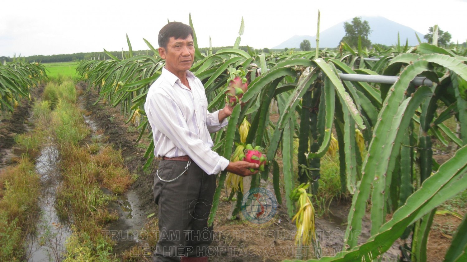 Ông Nguyễn Văn Chạnh bên vườn thanh long ruột đỏ leo giàn của gia đình.