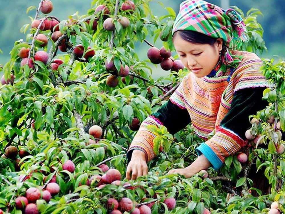 Mận Mộc Châu: Bài học thương hiệu từ trái mận nhỏ