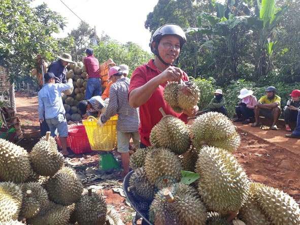 Nông dân huyện Krông Pắk, tỉnh Đắk Lắk thu hoạch sầu riêng.