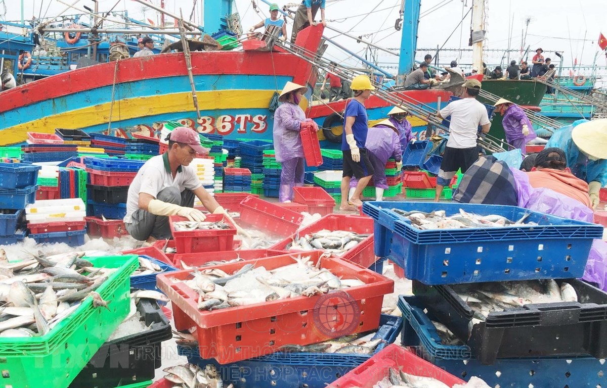 Hàng trăm tàu cá công suất lớn cập cảng Lạch Quèn ở xã Quỳnh Thuận, huyện Quỳnh Lưu, tỉnh Nghệ An, để trú bão và bán hải sản.