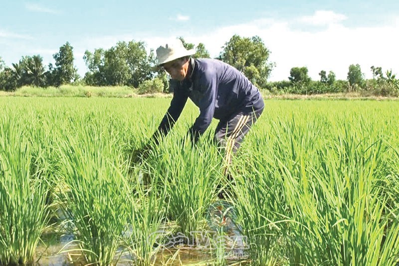 Nông dân Ấp 6, xã Tân Lộc Bắc đang kiểm tra sự sinh trưởng và phát triển của cây lúa.