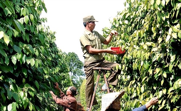 Năng suất hồ tiêu tại Việt Nam có thể đạt 3,5 - 5 tấn/ha, vượt xa Ấn Độ và Indonesia, nơi có năng suất bình quân đạt 0,5 - 1,5 tấn/ha.