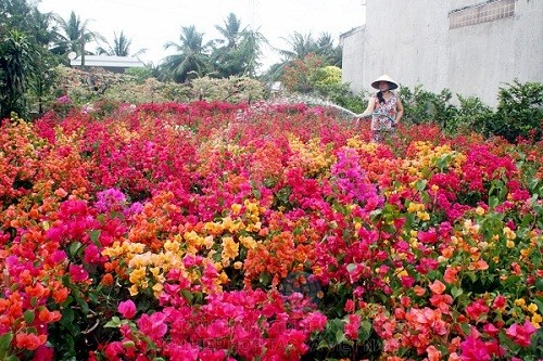 Tết năm nay, nhiều hộ nông dân ở Sóc Trăng đầu tư trồng loại hoa cao cấp phục vụ Tết.