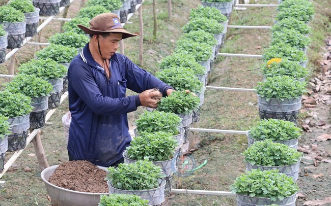 Các nhà vườn ở thành phố Sa Đéc chăm sóc cúc mâm xôi phục vụ thị trường tết Nguyên Đán 2020.